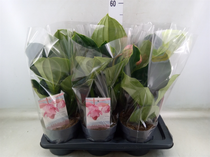 <h4>Medinilla magnifica 'Flamenco'</h4>