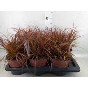 Uncinia rubra 'Everflame'
