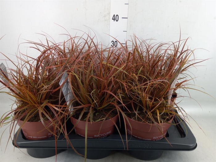 <h4>Uncinia rubra 'Everflame'</h4>