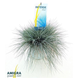 Festuca glauca Intens Blue