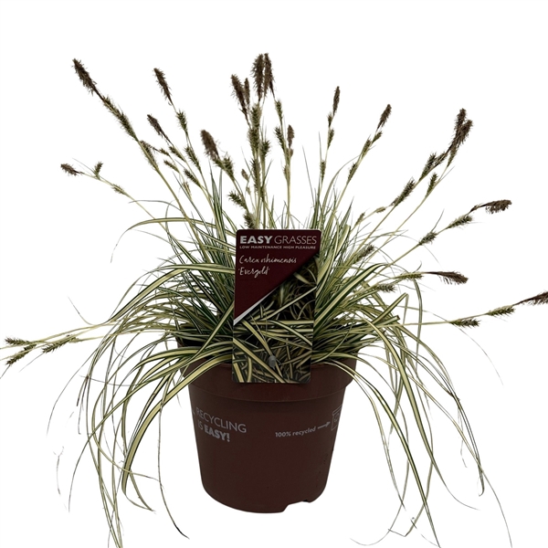 <h4>Carex oshimensis Evergold</h4>