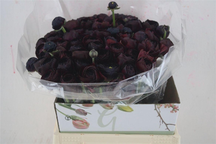 <h4>Ran Cloni 1 Nerone</h4>