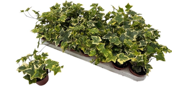 <h4>HED HE GOLD KOLIBRI</h4>