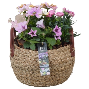 Arr.   Perkplanten H%