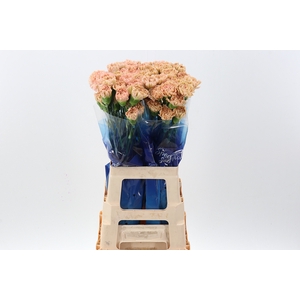 Di St Lege Marrone Hi