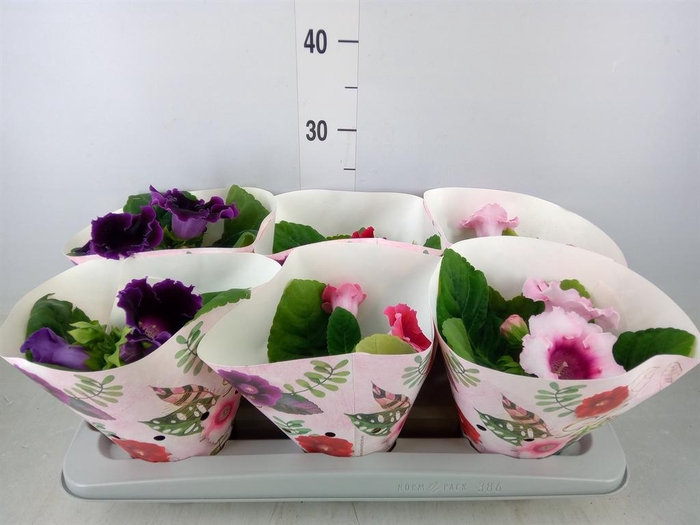 <h4>Sinningia   ...mix</h4>