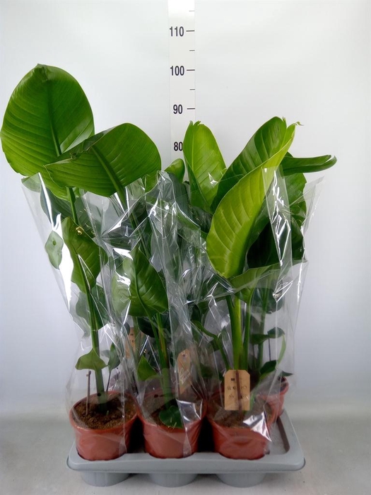 <h4>Strelitzia nicolai</h4>