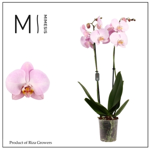 Phalaenopsis Rhone 2 spike – 12cm | Mimesis
