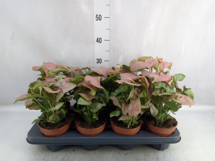 <h4>Syngonium podop.</h4>