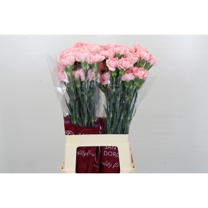 Dianthus St Pink Cute