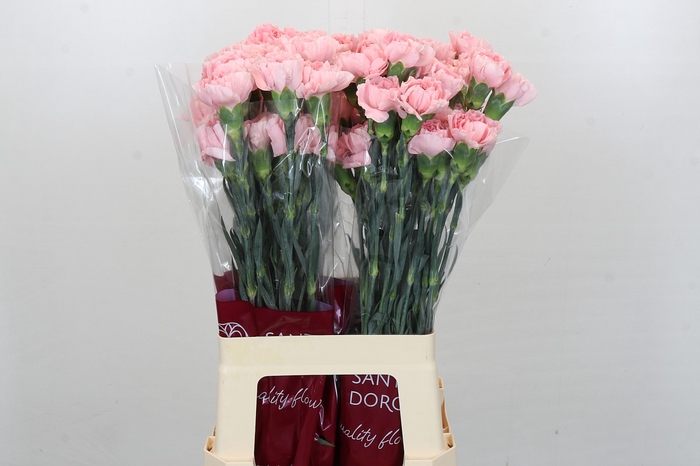 <h4>Dianthus St Pink Cute</h4>