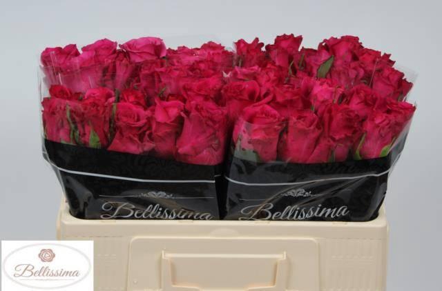 <h4>R GR PINK FLOYD!</h4>