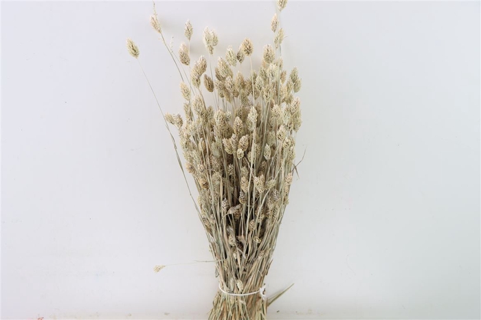 Dried Phalaris X5 Frosted White Bunch