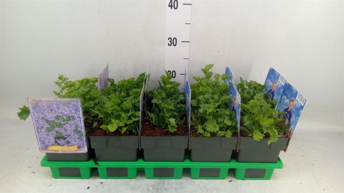 <h4>Campanula garganica</h4>