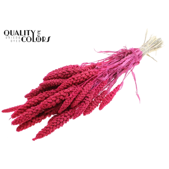 <h4>Gierst per bunch Bleached Cerise</h4>