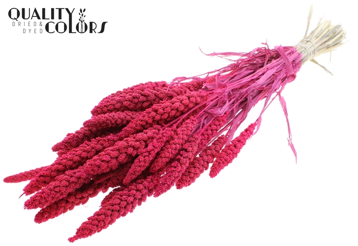 Gierst per bunch Bleached Cerise