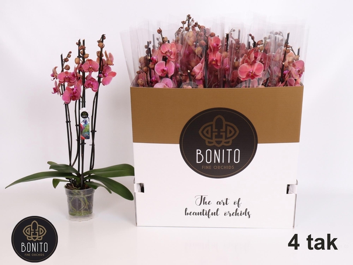 <h4>PHAL AN NARBONNE</h4>