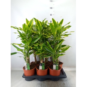 Dracaena frag. 'Golden Coast'