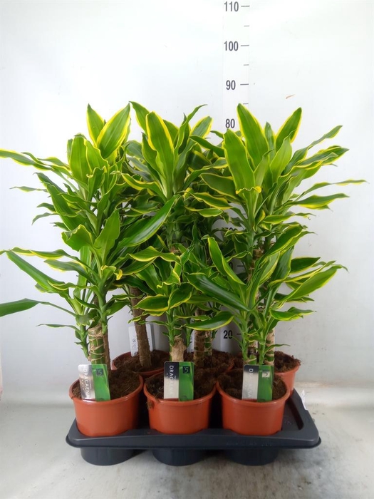 <h4>Dracaena frag. 'Golden Coast'</h4>
