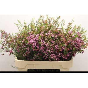 CHAME UN PURPLE PRID