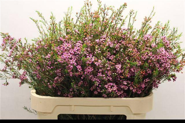 <h4>CHAME UN PURPLE PRID</h4>