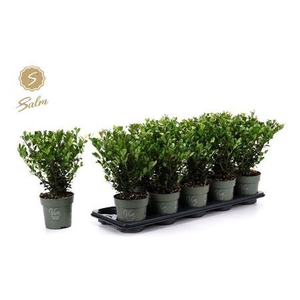 Ilex Crenata Jenny