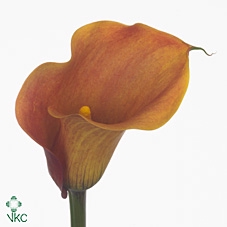 PAEO HH PINK HAWAI C