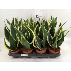 Sansevieria trifa. 'Black Gold'
