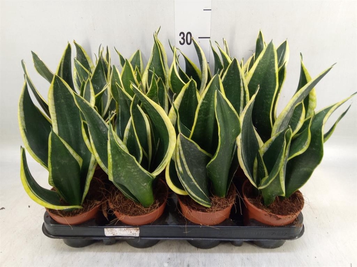 <h4>Sansevieria trifa. 'Black Gold'</h4>