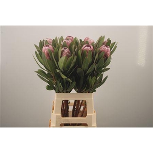 Protea Pink Ice