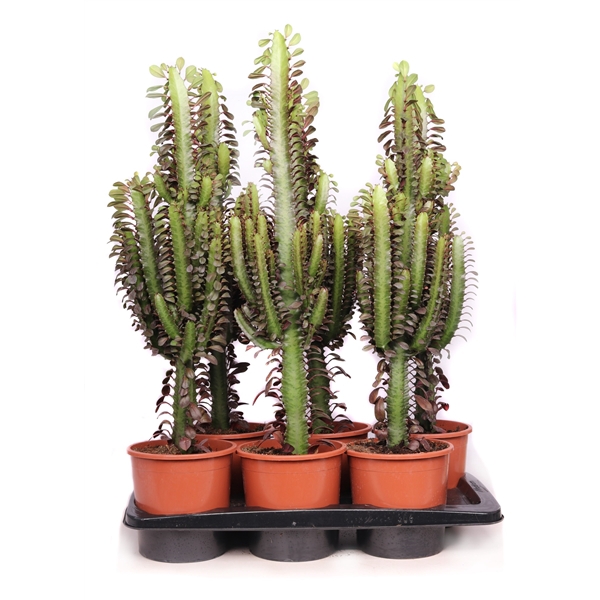 Euphorbia trichona rubra 17 cm