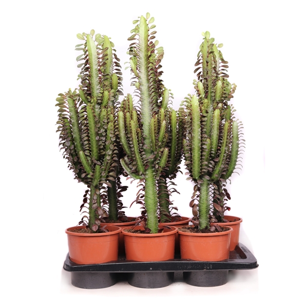 <h4>Euphorbia trichona rubra 17 cm</h4>
