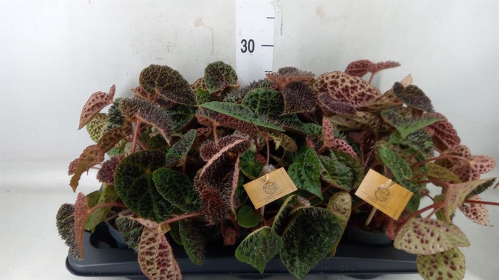 <h4>Begonia BD ferox</h4>