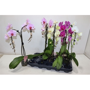 Phal Gem Umbrella