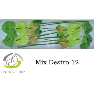 Anthurium mix Premium