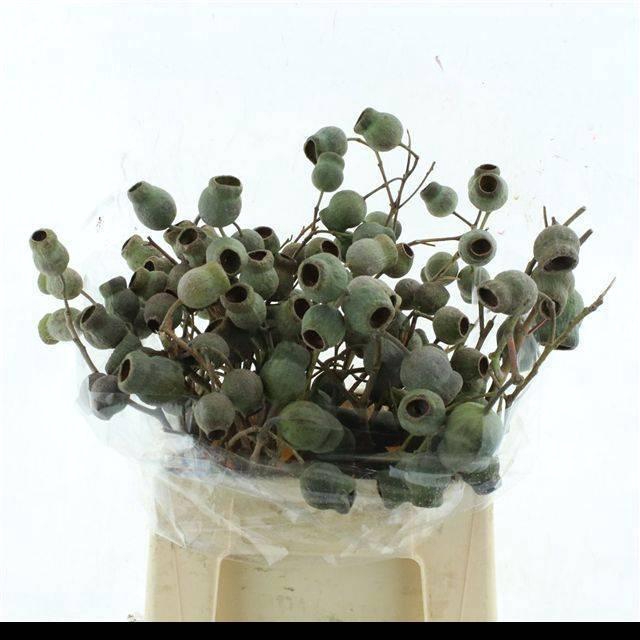 <h4>EUC BALL BS</h4>