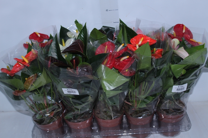 <h4>ANTHURIUM VARIADO P12</h4>