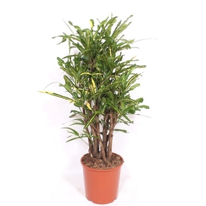 Codiaeum Yellow Mammi (Croton Yellow Mammi)