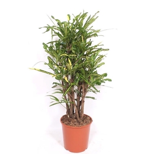 Codiaeum Yellow Mammi (Croton)