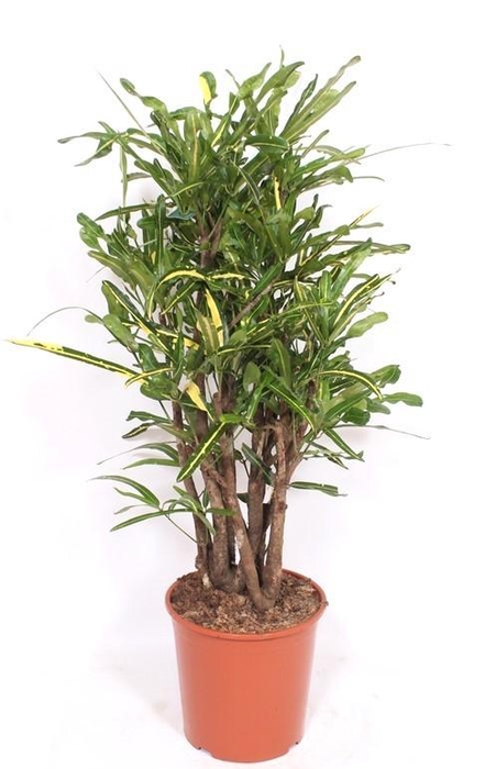 <h4>Codiaeum Yellow Mammi (Croton)</h4>