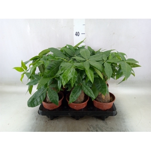 Pachira aquatica