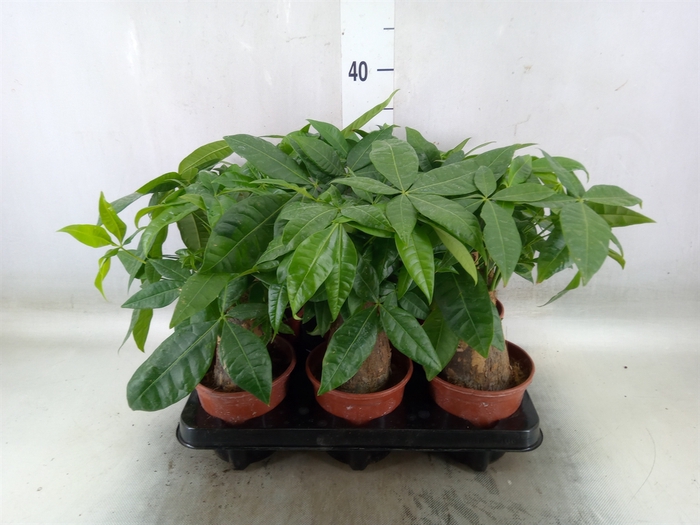 <h4>Pachira aquatica</h4>