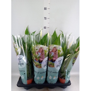 Spathiphyllum  'Sweet Chico'