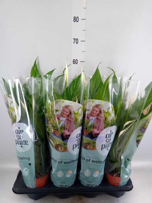 <h4>Spathiphyllum  'Sweet Chico'</h4>