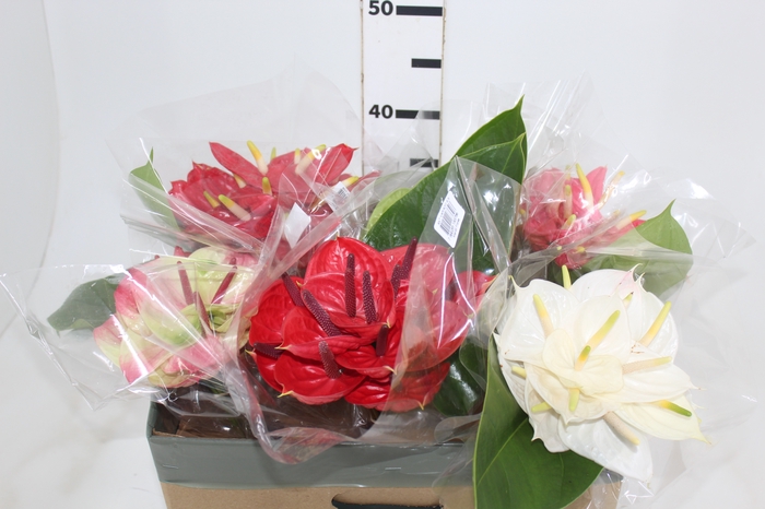 <h4>ANTHURIUM VARIADO 6/7.5 025 CM DIAM MIN 6 CM VARIADO</h4>