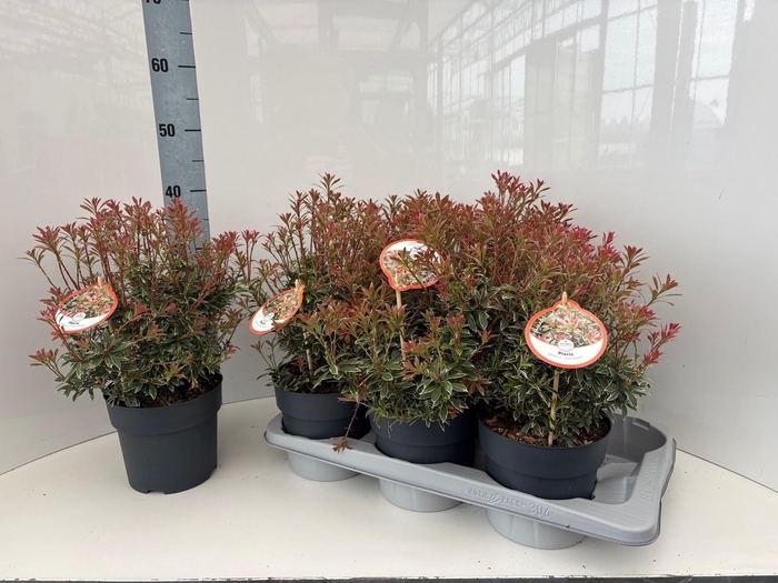 <h4>PIERIS JA L HEATH</h4>