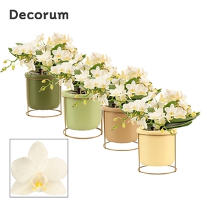 Phalaenopsis table Whitney 4+ tak in Lynn (Silent moods-collecti