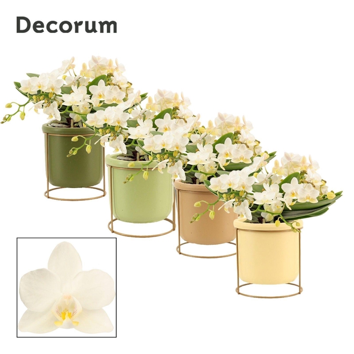 <h4>Phalaenopsis table Whitney 4+ tak in Lynn (Silent moods-collecti</h4>