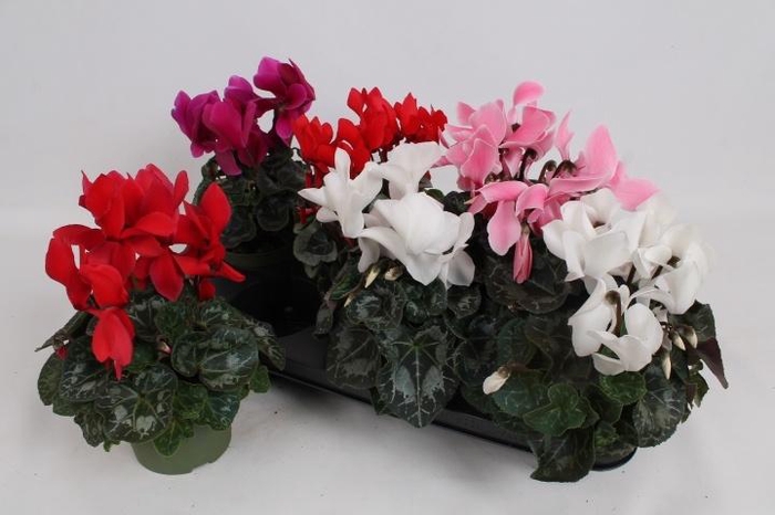 <h4>CYCL GR SUP VINTRO</h4>