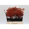 Rozenbottel Autumn Rosefruits